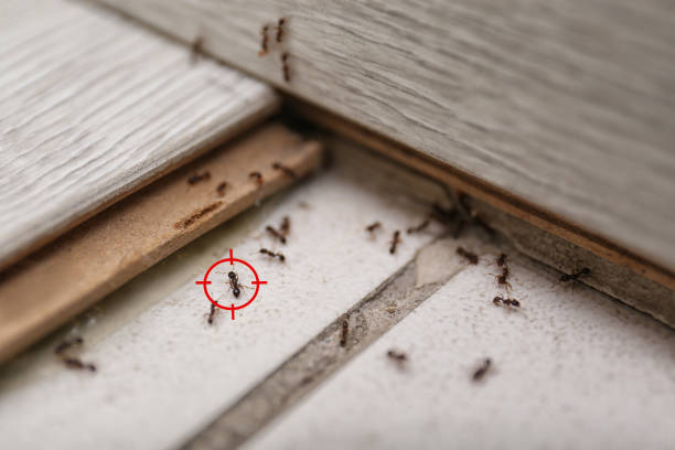 Best Cockroach Control Services  in Longview, WA